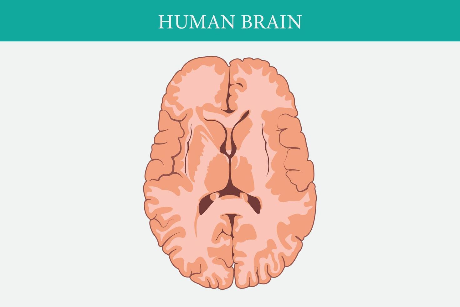 horizontal cruzar secciones mediante cerebro. cruzar sección de humano cerebro. eps 10 vector