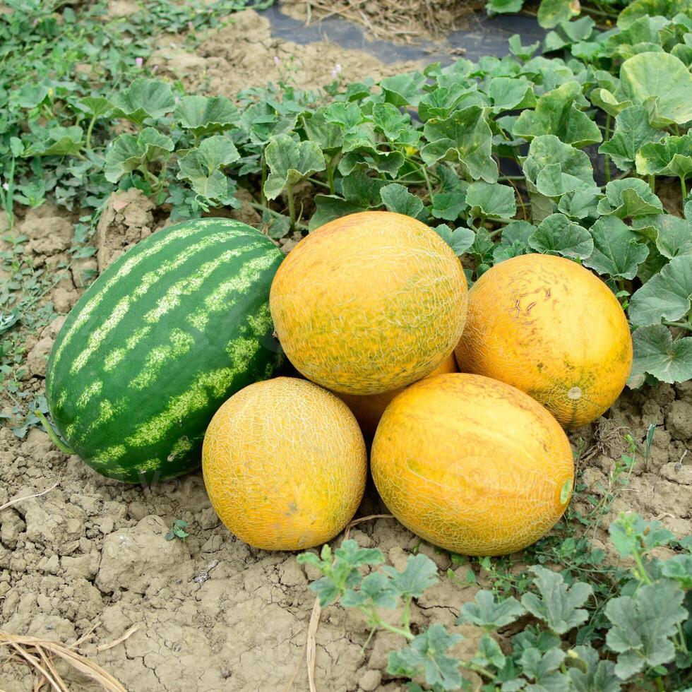 Ripe melon and watermelon the new harvest. photo