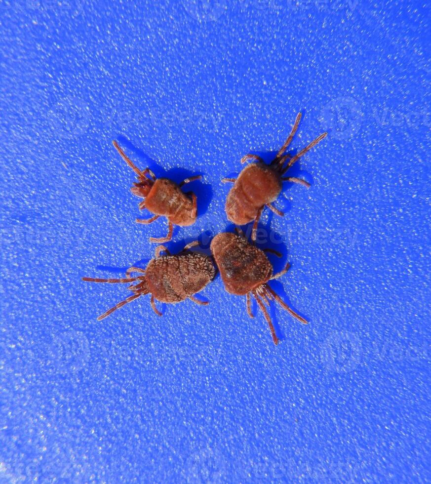 artrópodo ácaros en un azul antecedentes. cerca arriba macro rojo terciopelo foto