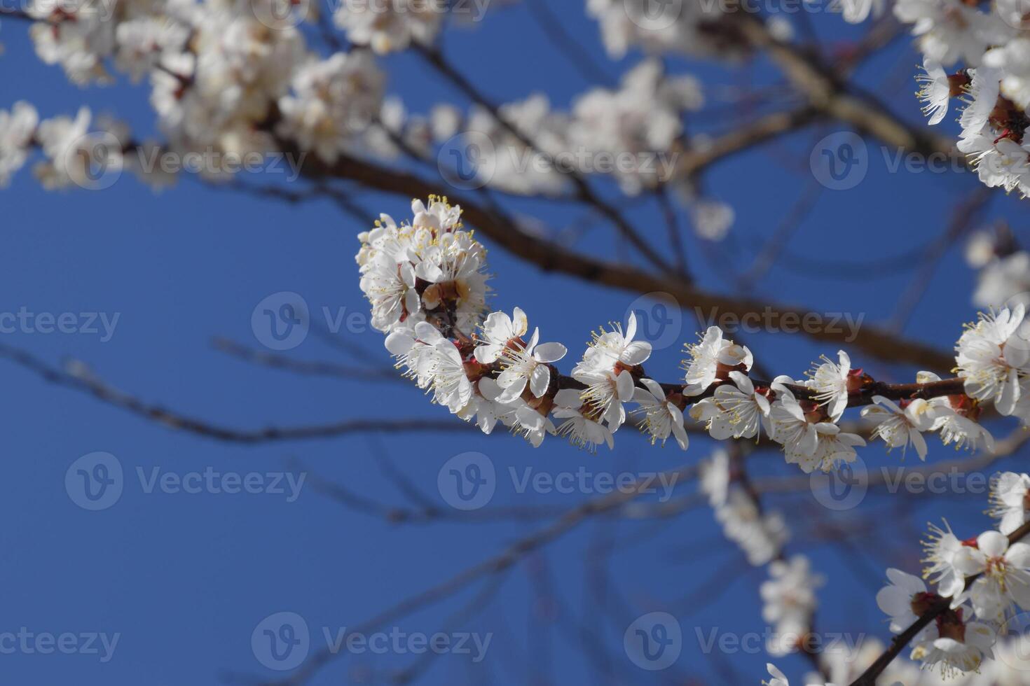 Spring flowering trees. Pollination of flowers of apricot. Blooming wild apricot in the garden photo