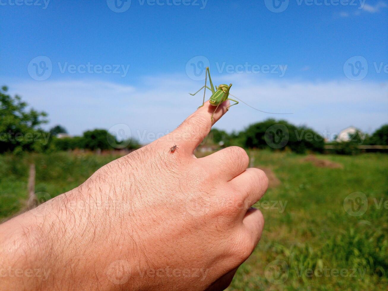 saltamontes isofía en mans mano. isófago insecto. foto