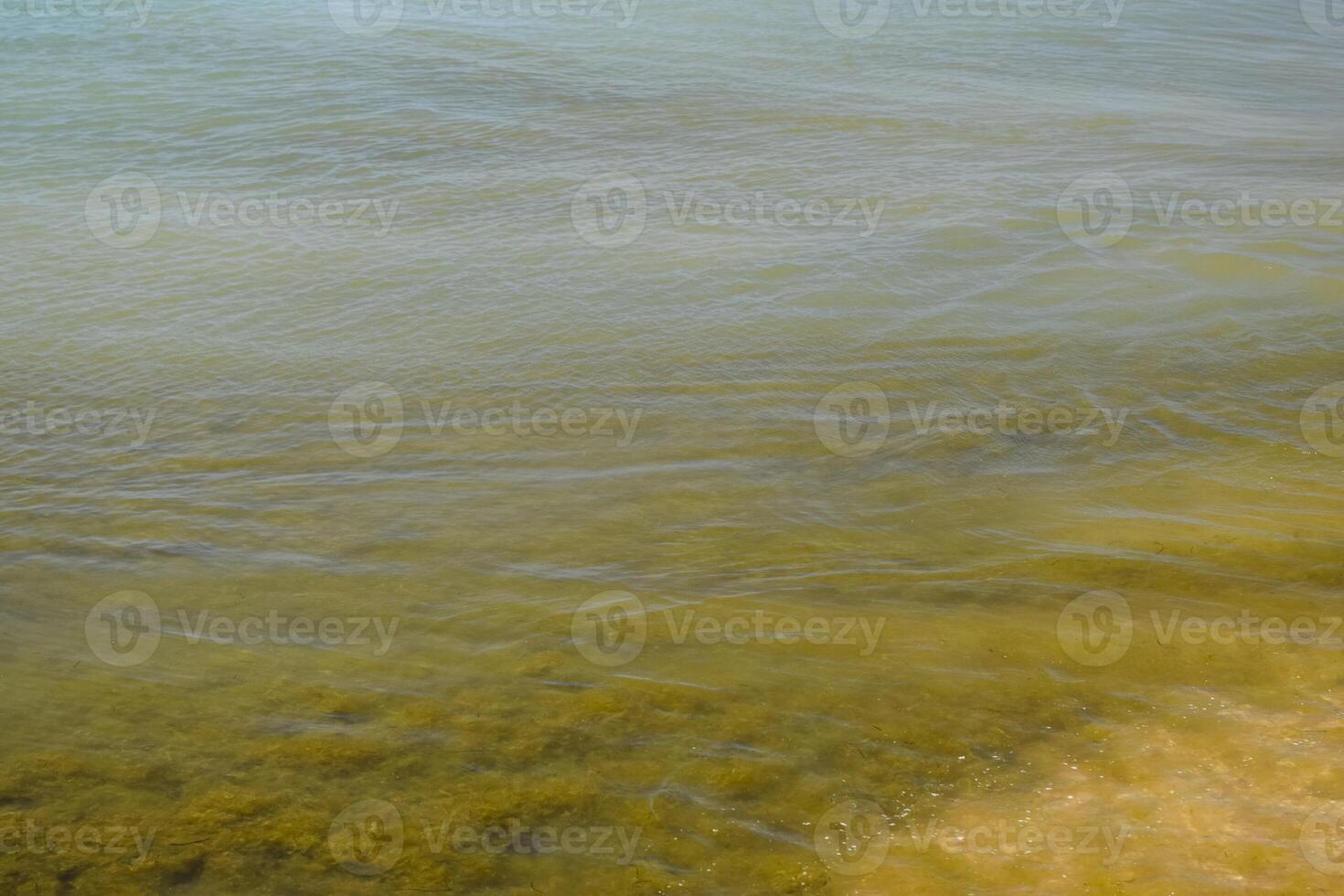 costero mar ondas. Agua de mar con algas marinas. costero algas. mar playa. foto