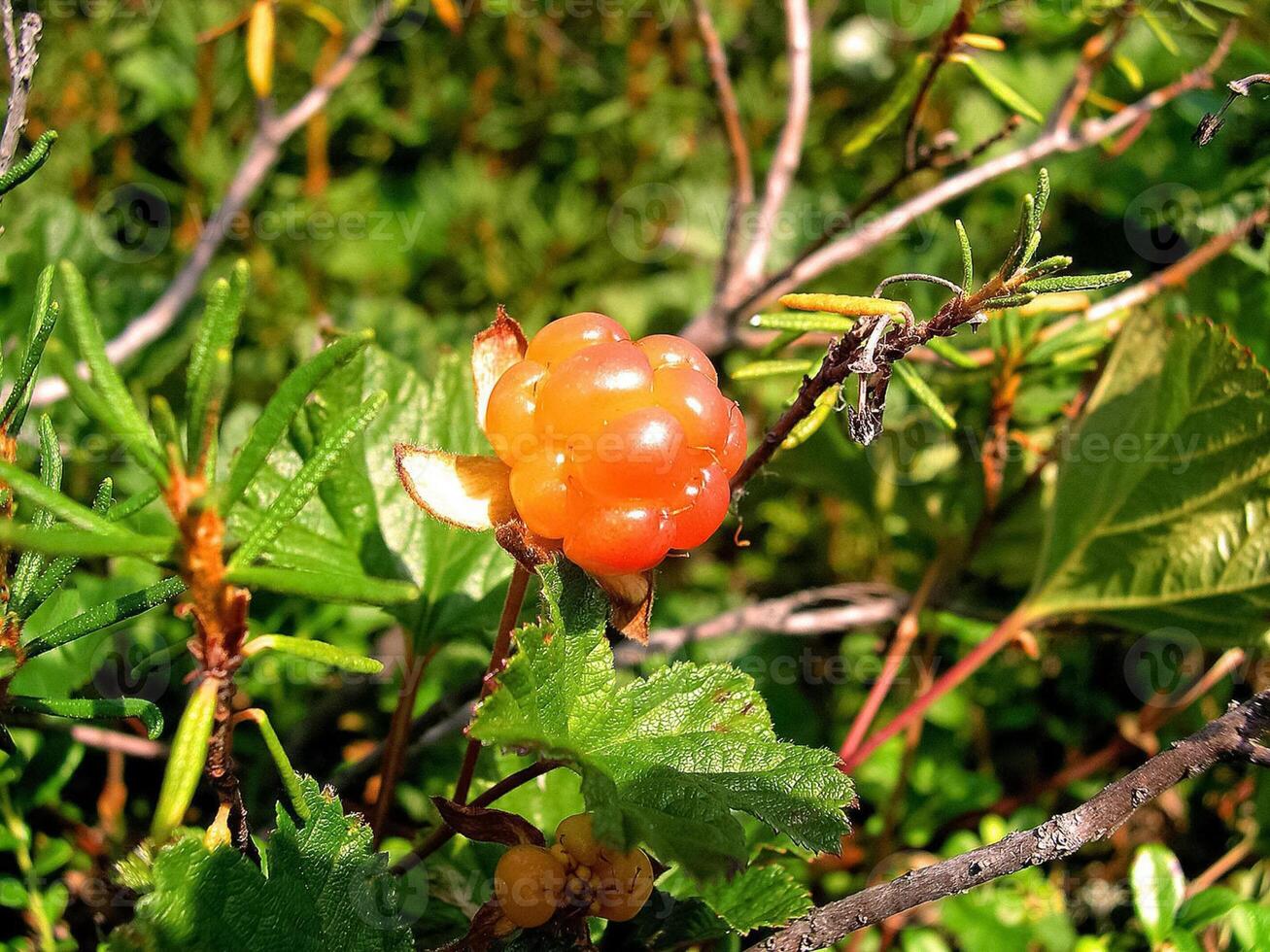 Berries cloudberries in the clearing. Tundra berries. photo