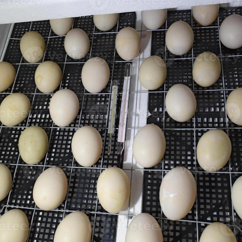 The eggs of a musky duck lying in an incubator. photo