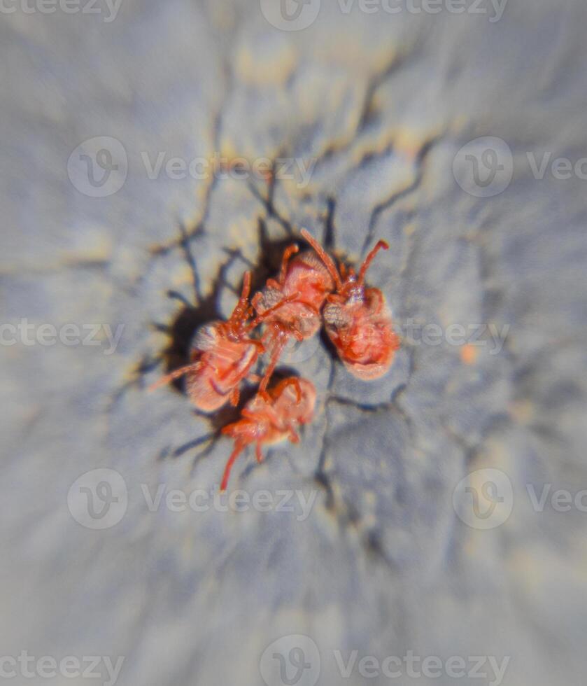 Close up macro Red velvet mite or Trombidiidae photo