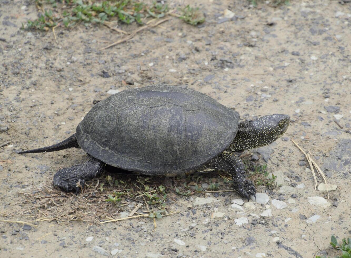The tortoise lies on bare soil. Ordinary river tortoise of temperate latitudes. The tortoise is an ancient reptile. photo