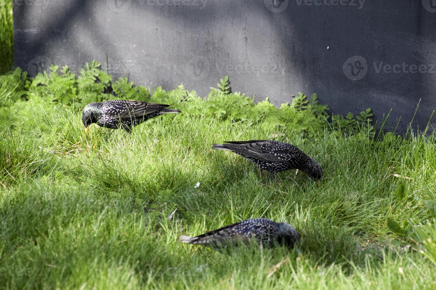 Starlings walk on the grass photo