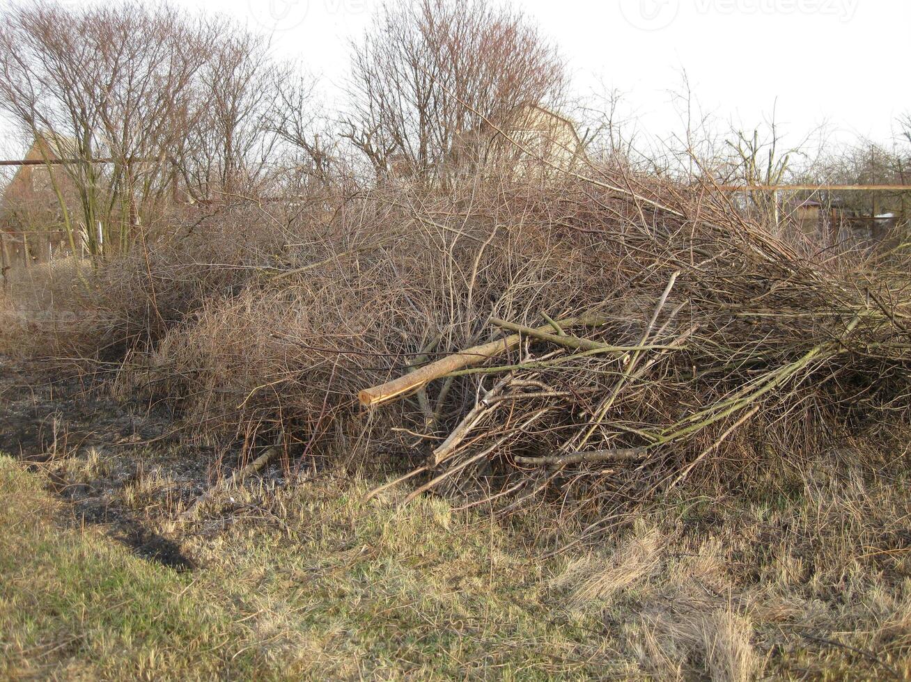 Pile of felled tree branches photo