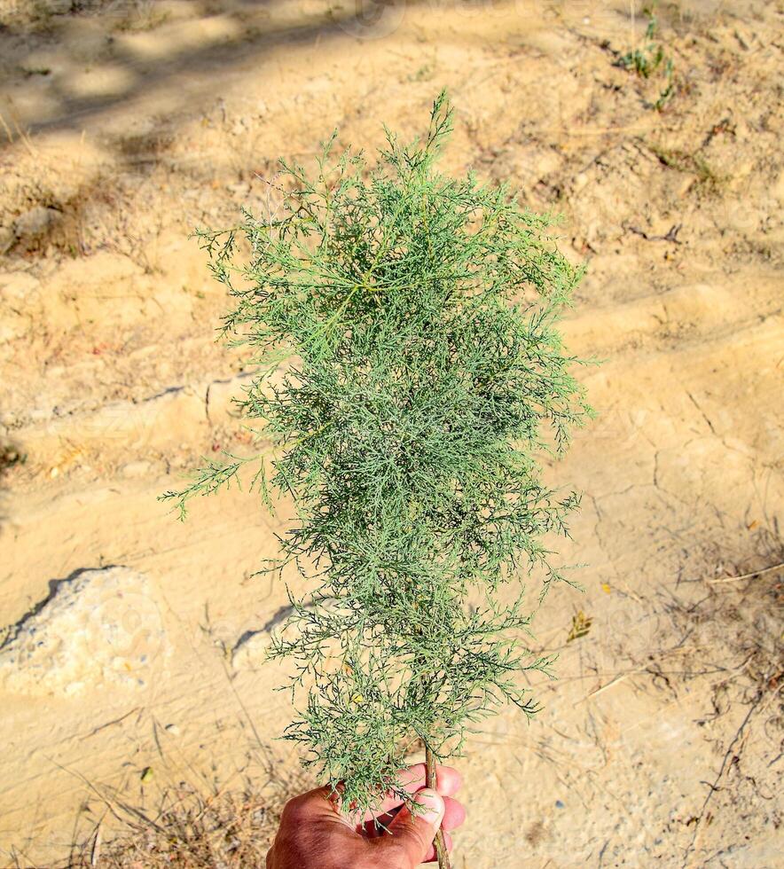 Thuja branch in hand. evergreen plant Thuja. photo