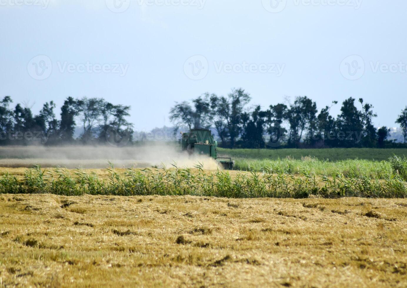 Combine harvesters. Agricultural machinery. photo