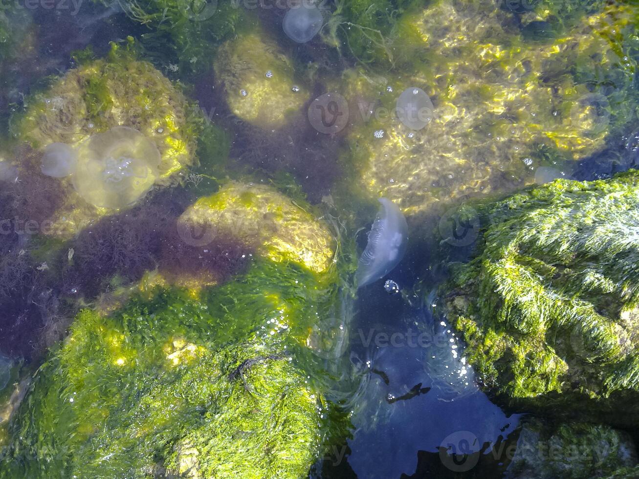 medusas en algas marinas a el costa de el negro mar en Puerto de el ciudad de novorossiysk. foto