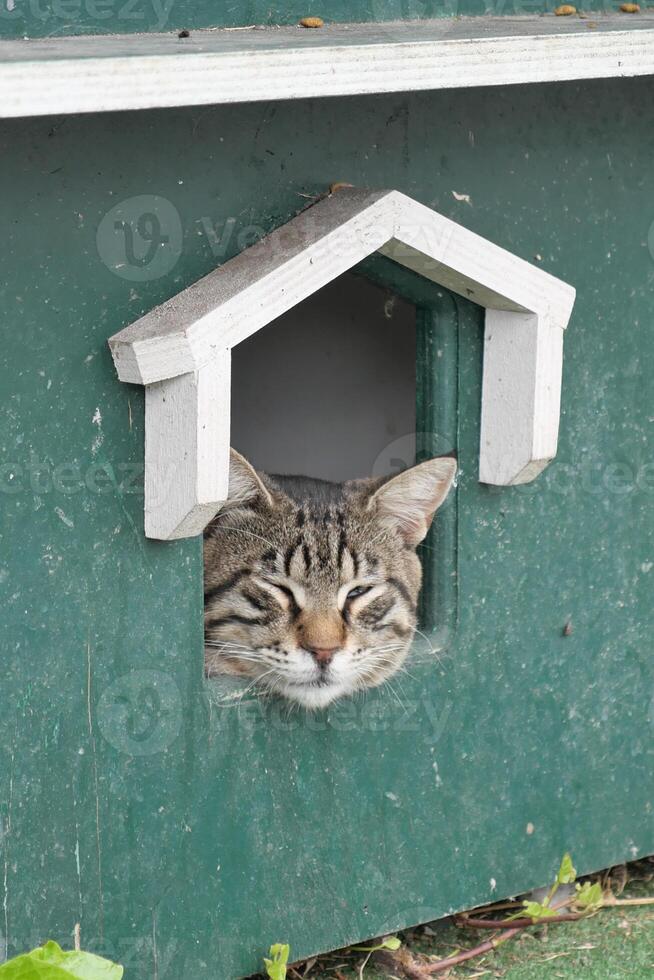 a cat resting on the cat house at street photo