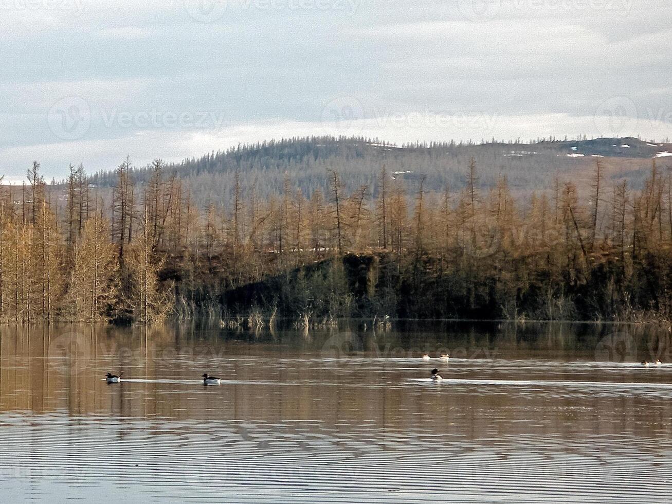 gris patos en el del Norte ríos salvaje pato. foto