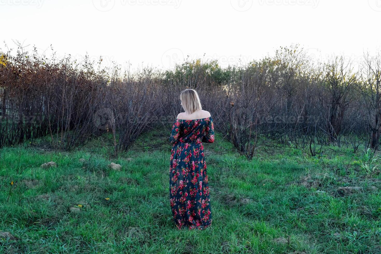 The lady on the background of dry trees. Woman in a dress. photo