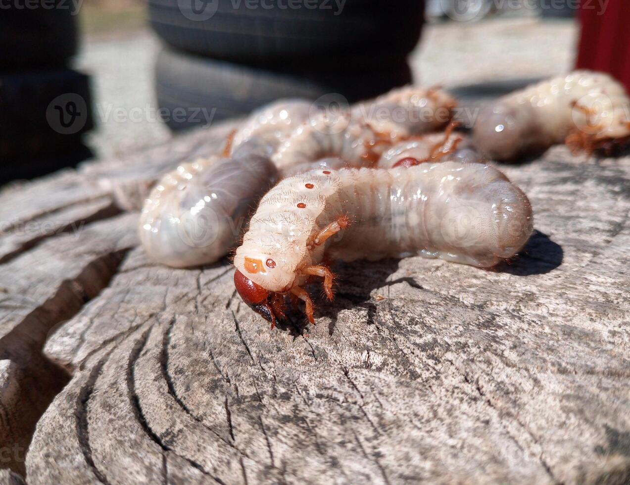 Rhino beetle larvae on an old wood stump. Large larvae of rhinoceros beetle. rhinoceros beetle photo