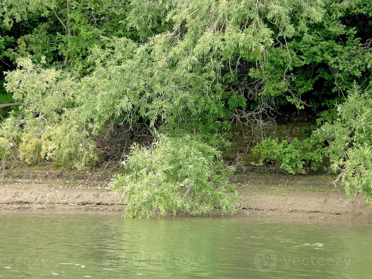 River bank. Trees on the river bank. photo