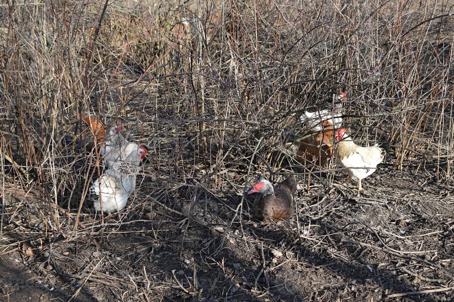 Chickens are hiding in the bush currant photo