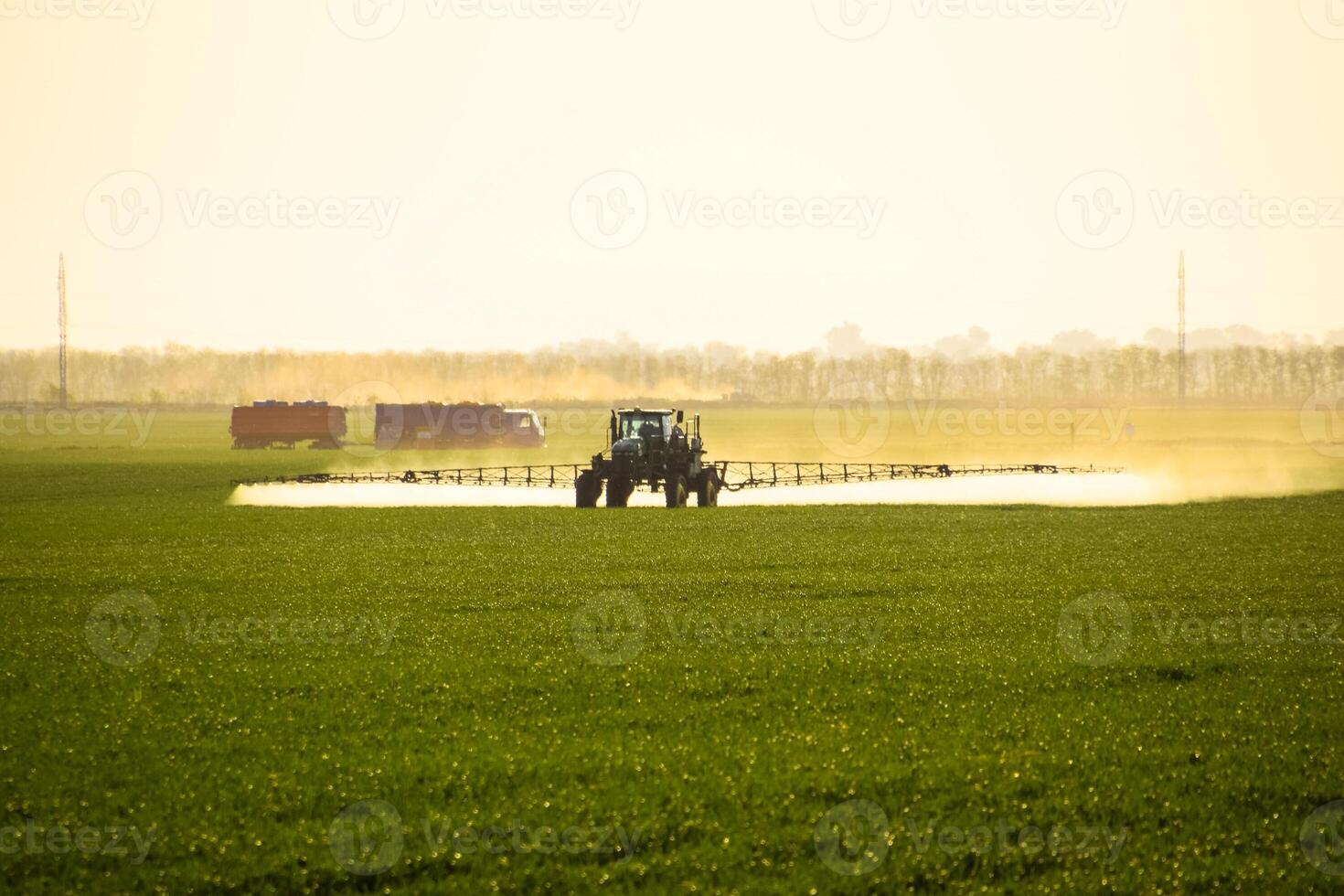 tractor with the help of a sprayer sprays liquid fertilizers on young wheat in the field. photo