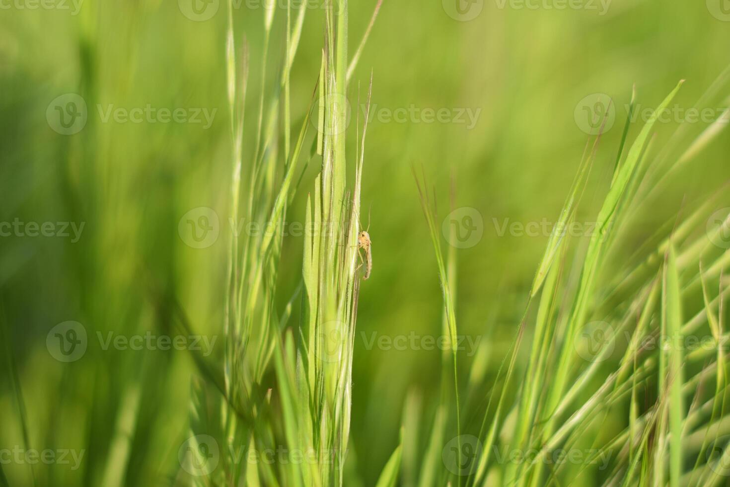 Mosquito on a grass stalk. photo