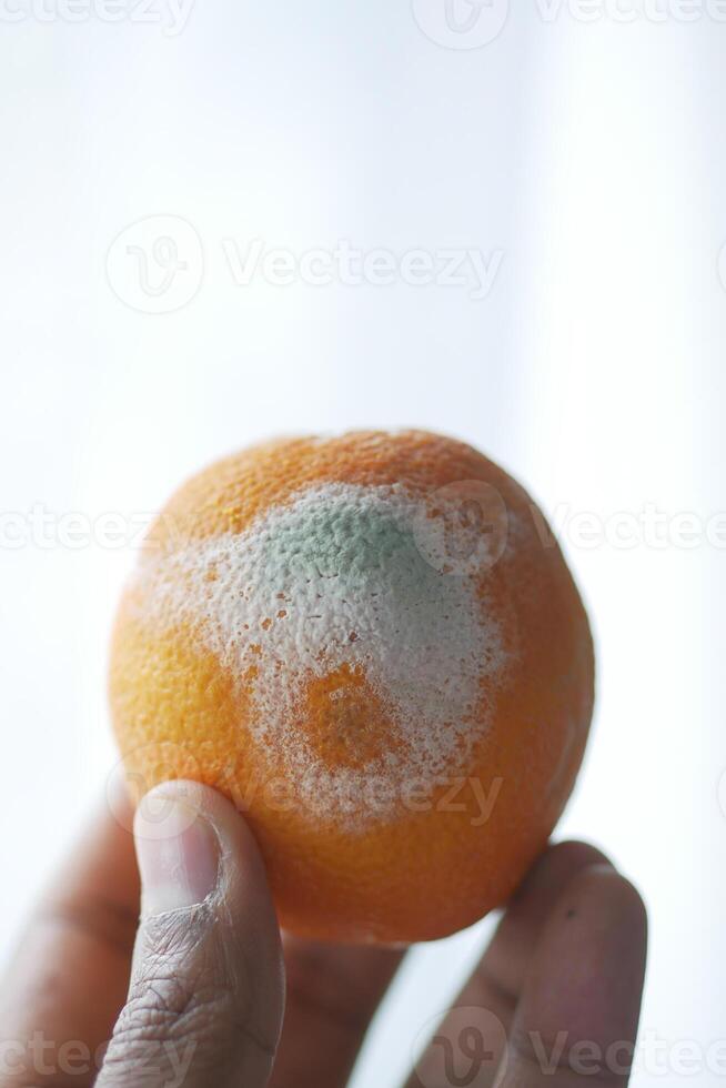 holding a Rotten orange. Moldy orange photo