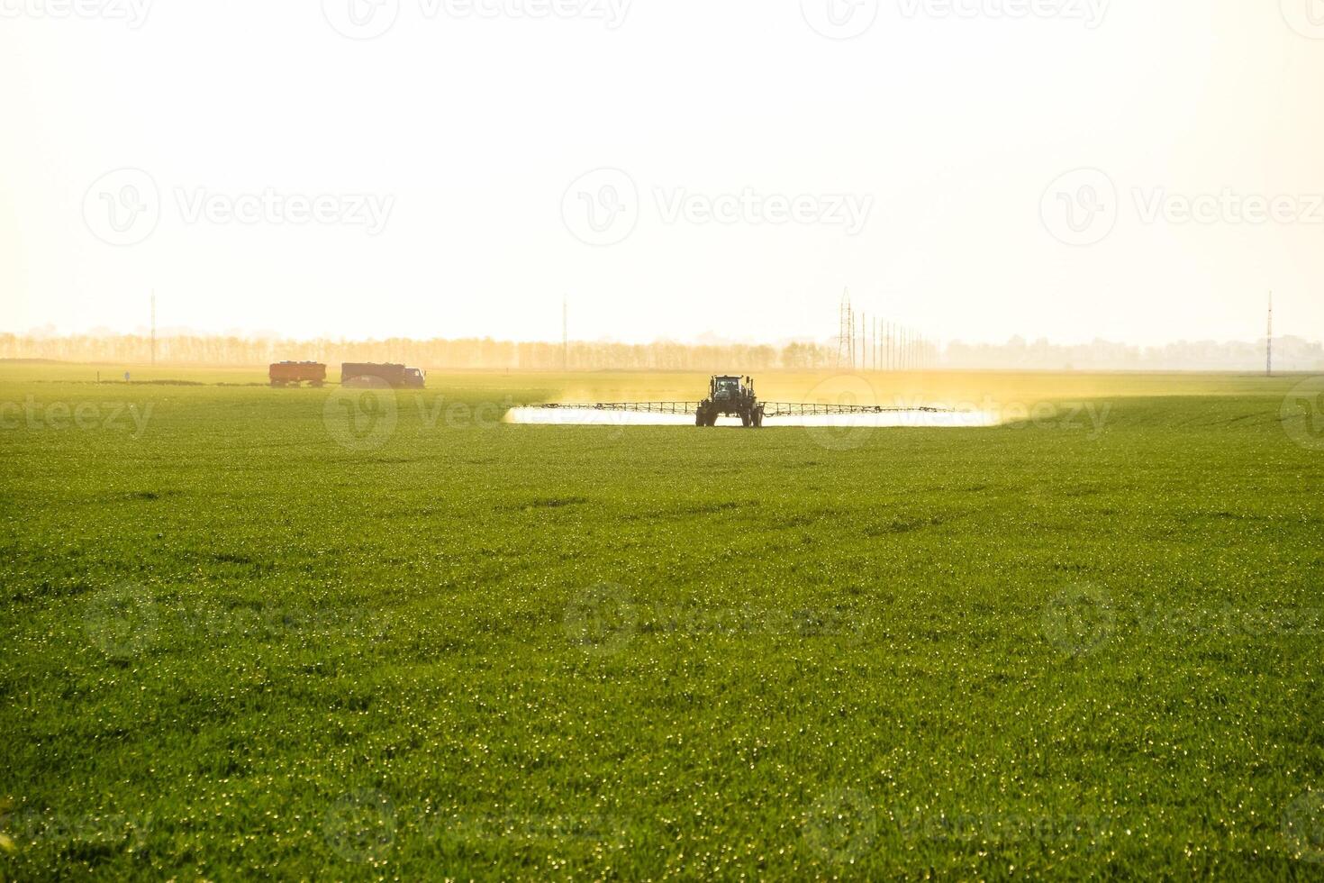 tractor with the help of a sprayer sprays liquid fertilizers on young wheat in the field. photo
