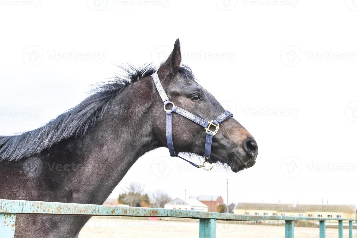 The horse walked around the stadium photo