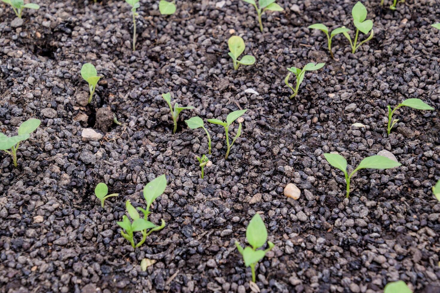 Seedlings of pepper. Pepper in greenhouse cultivation. Seedlings photo