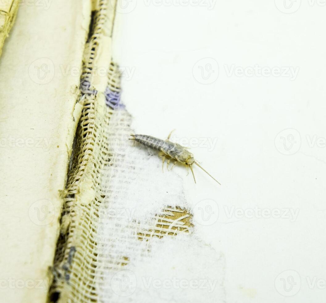 insecto alimentación en papel - lepisma foto