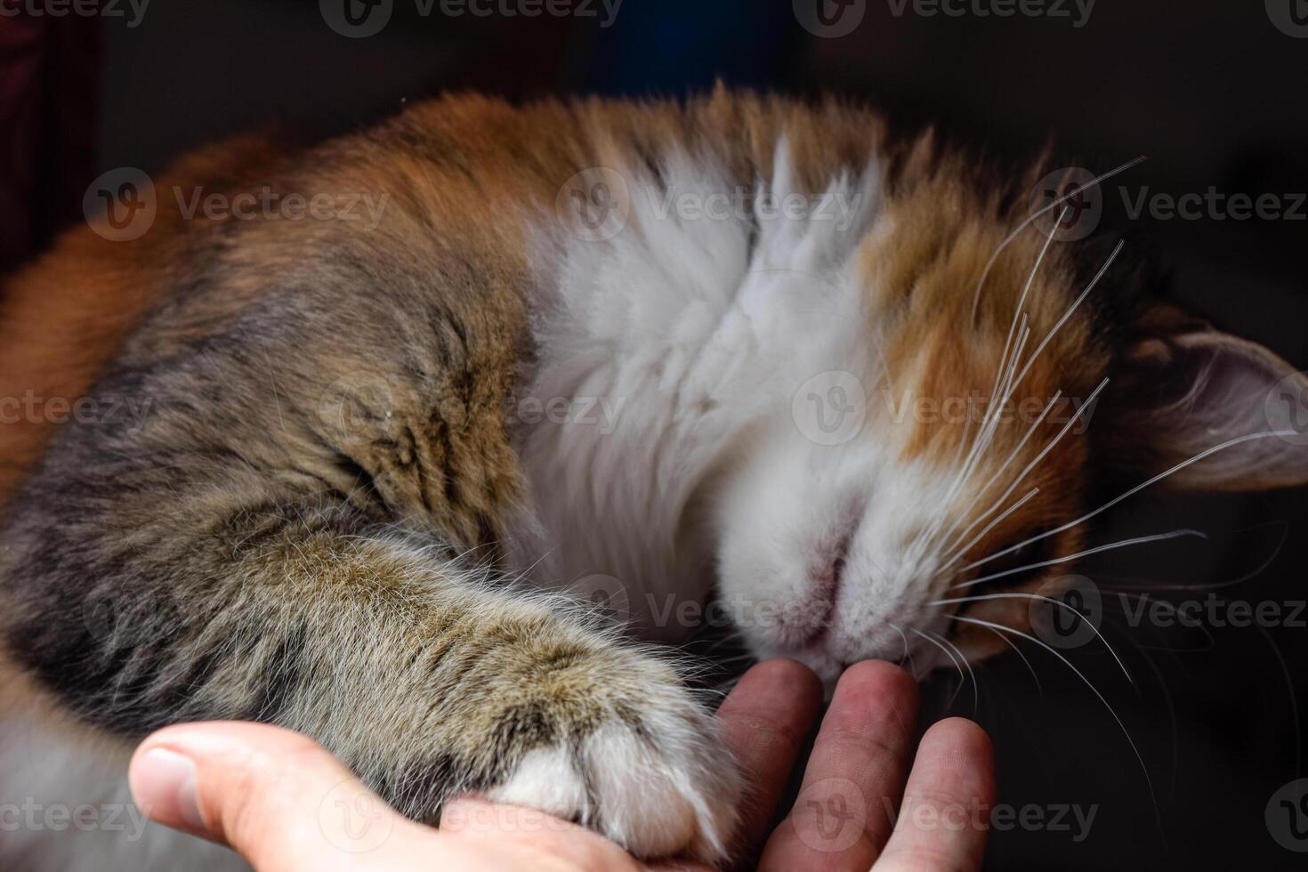 mainecoon gato, gigante Maine mapache gato. cría de de pura raza gatos a hogar foto