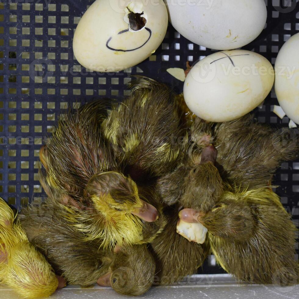 Musk duck ducklings hatched from eggs photo