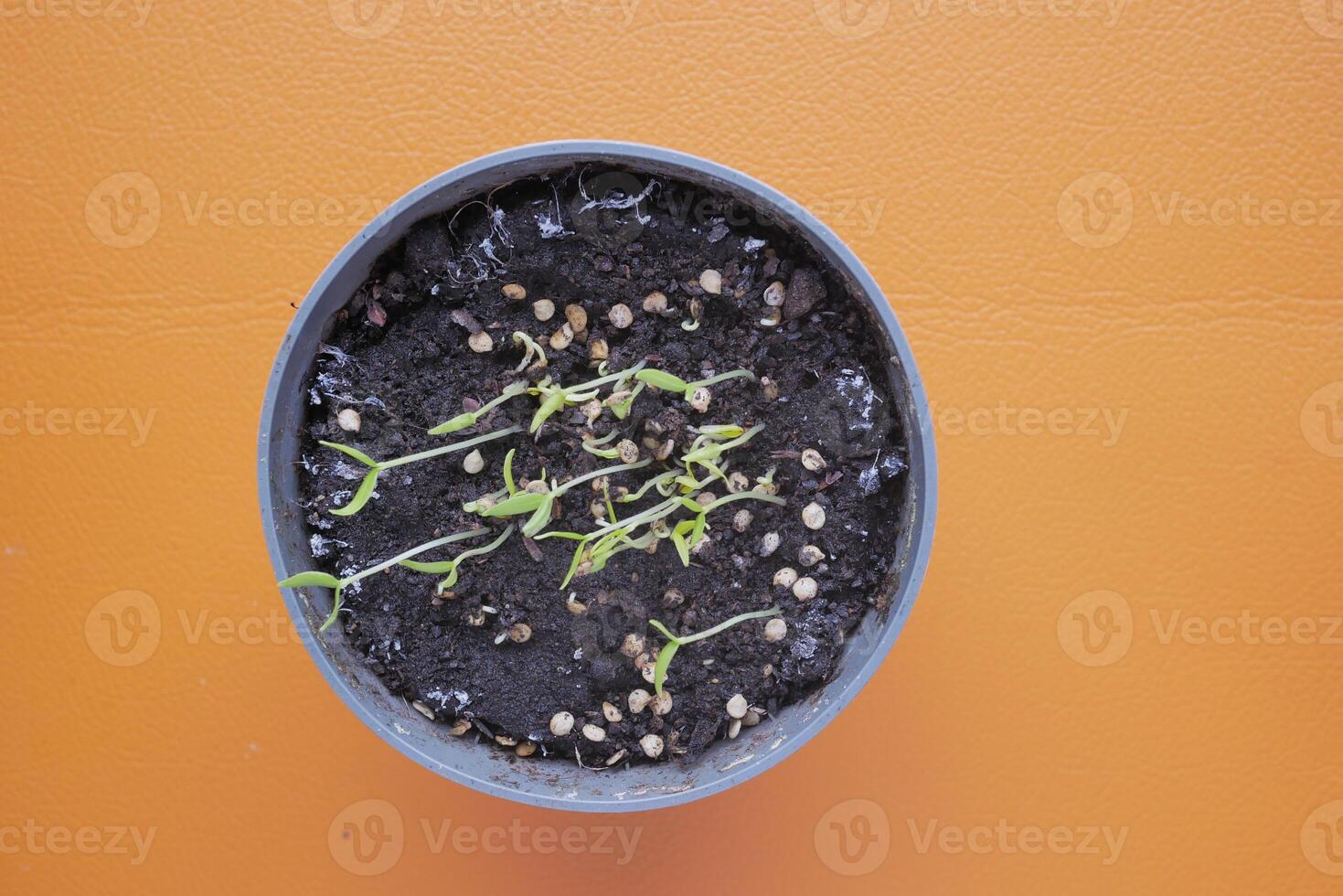 putting small seed of hot pepper in a pot with soil photo