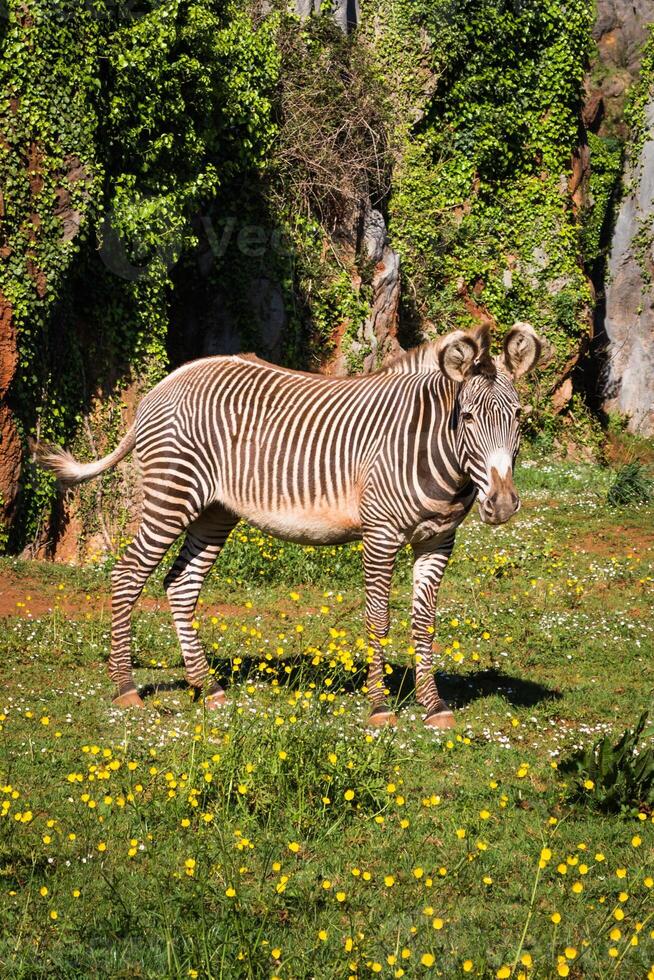 Grevy's Zebra, samburu national park, Kenya photo