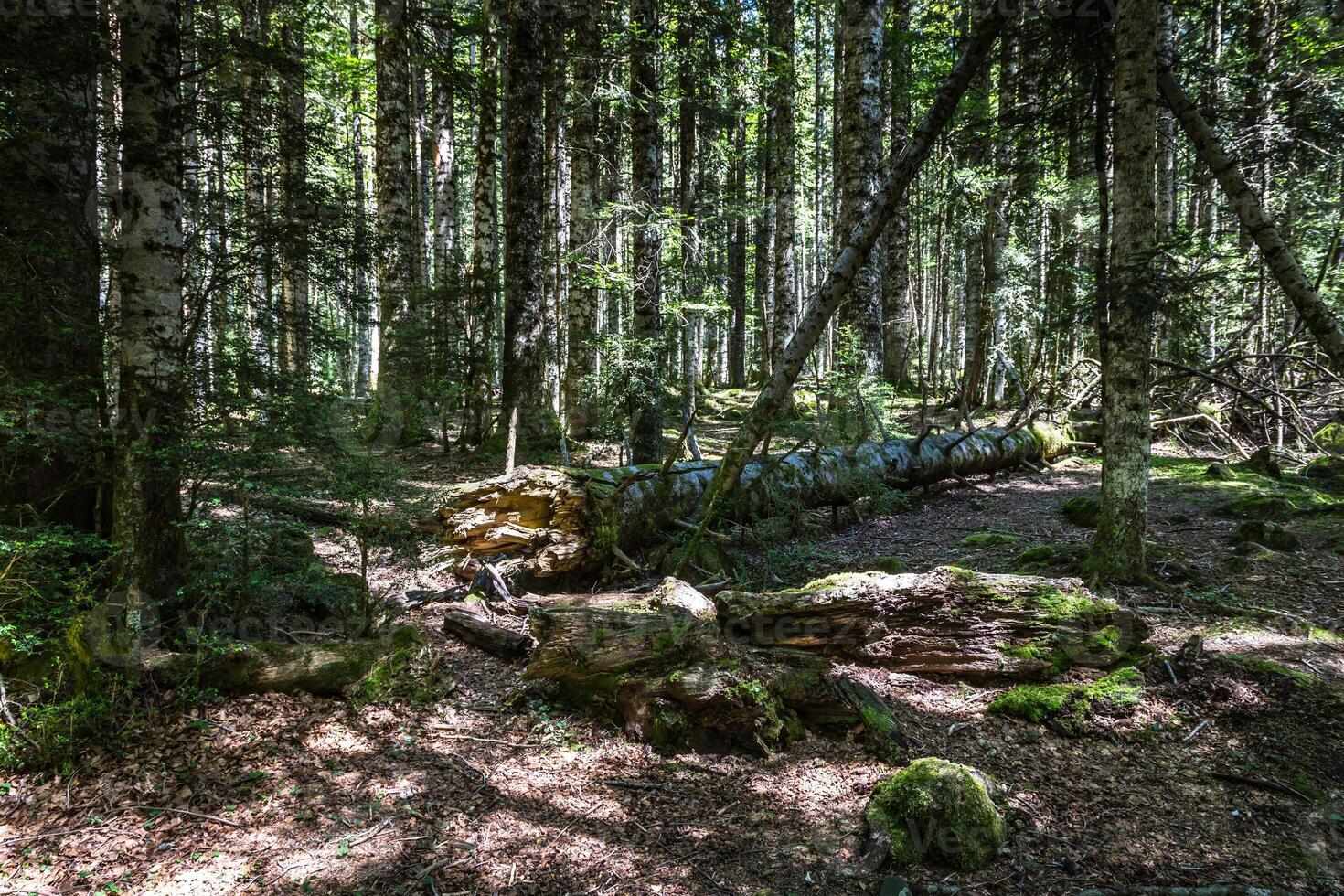 árbol maletero acostado en el bosque foto