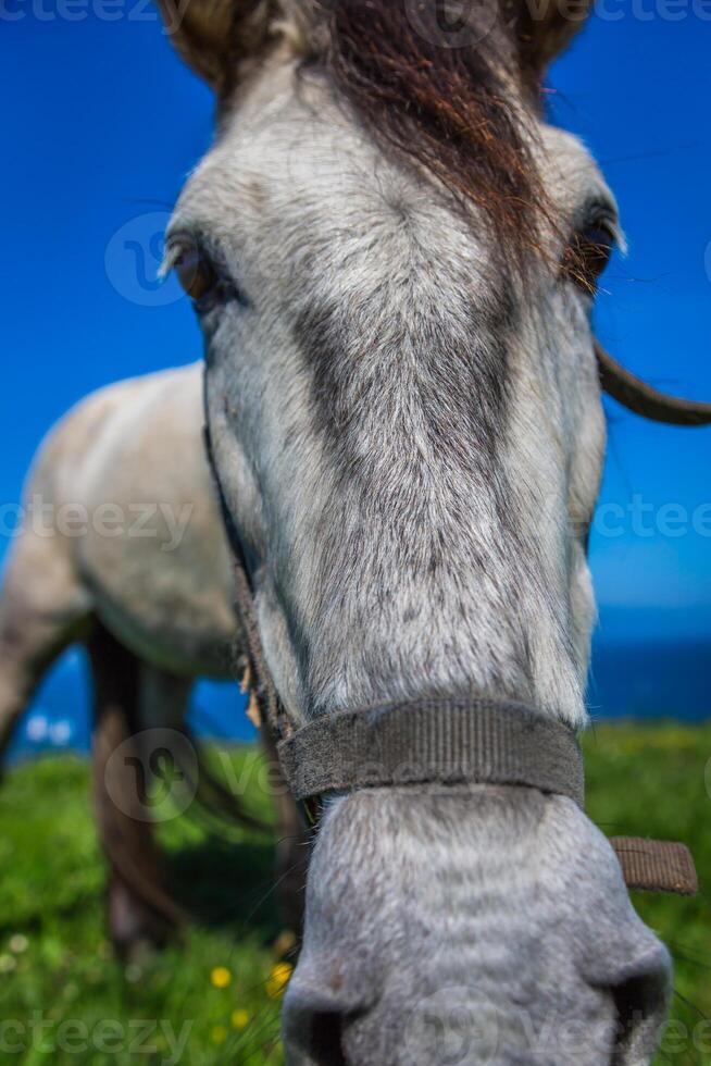 beautiful light horse grazes on meadow by autumn photo