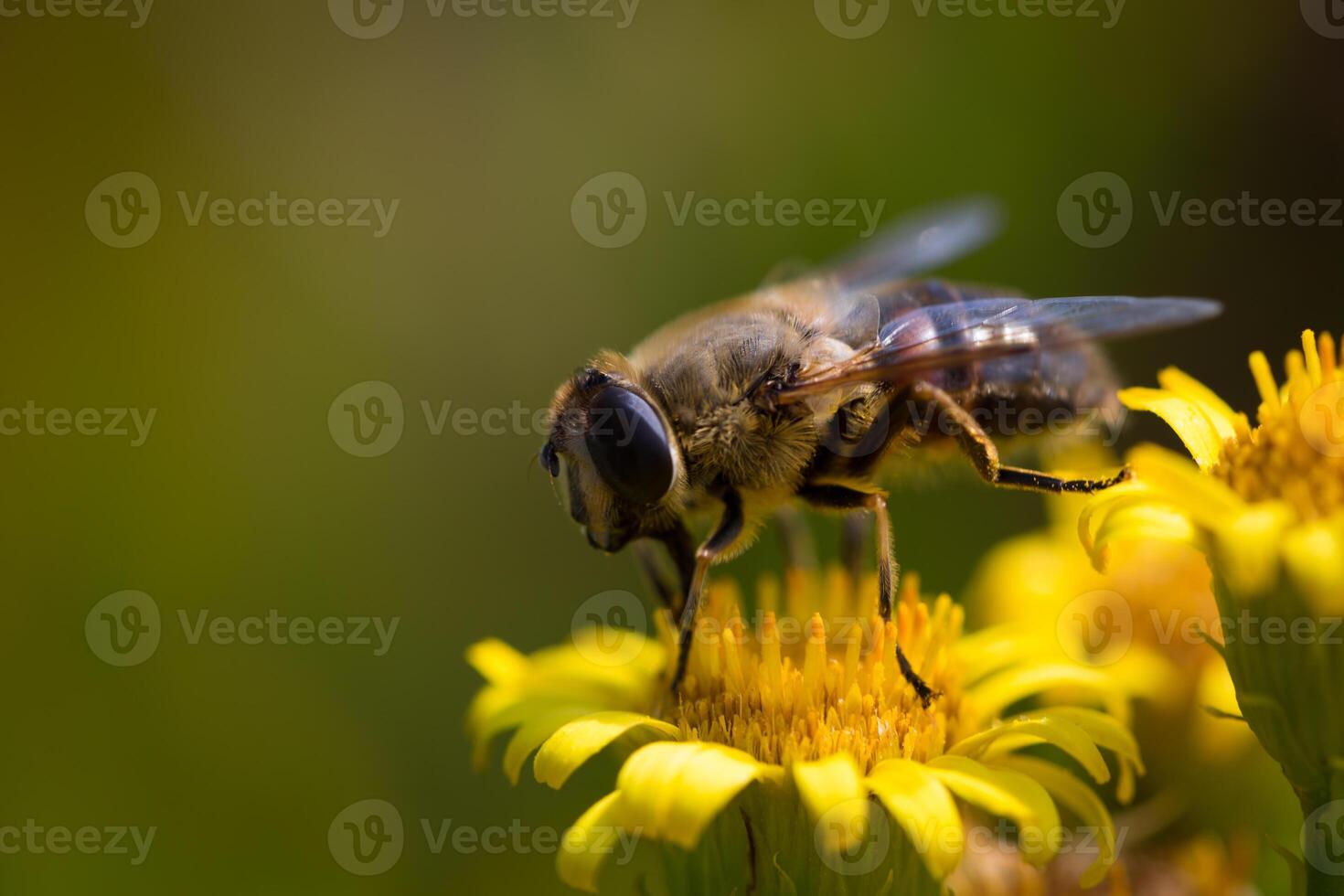 Miel de abeja en flor amarilla, macro de cerca foto