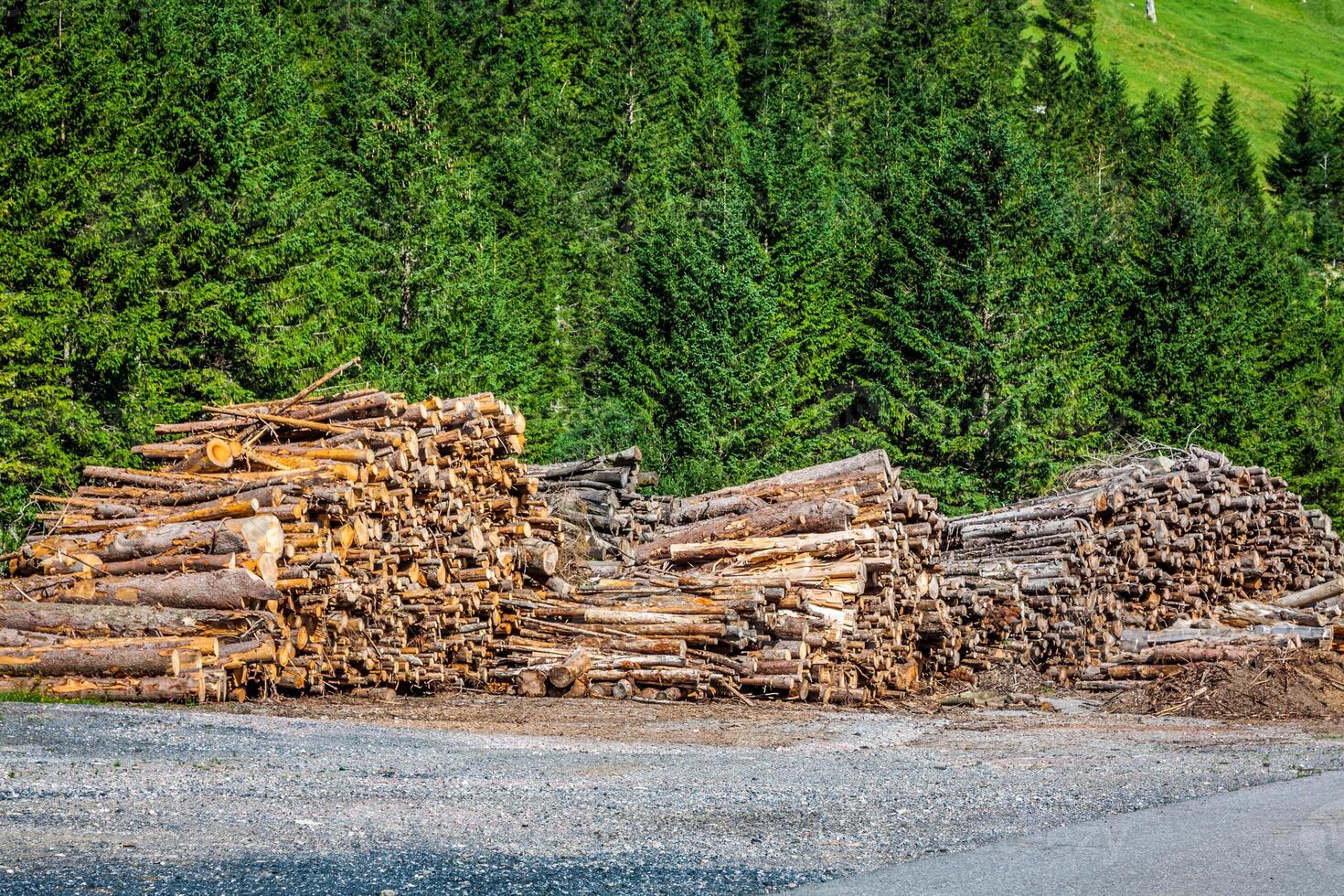 deforestado cortar árbol madera en bosque foto