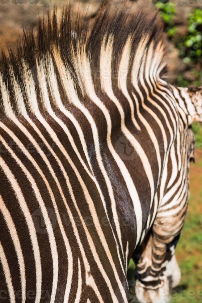 A beautiful African zebra in his natural environment photo
