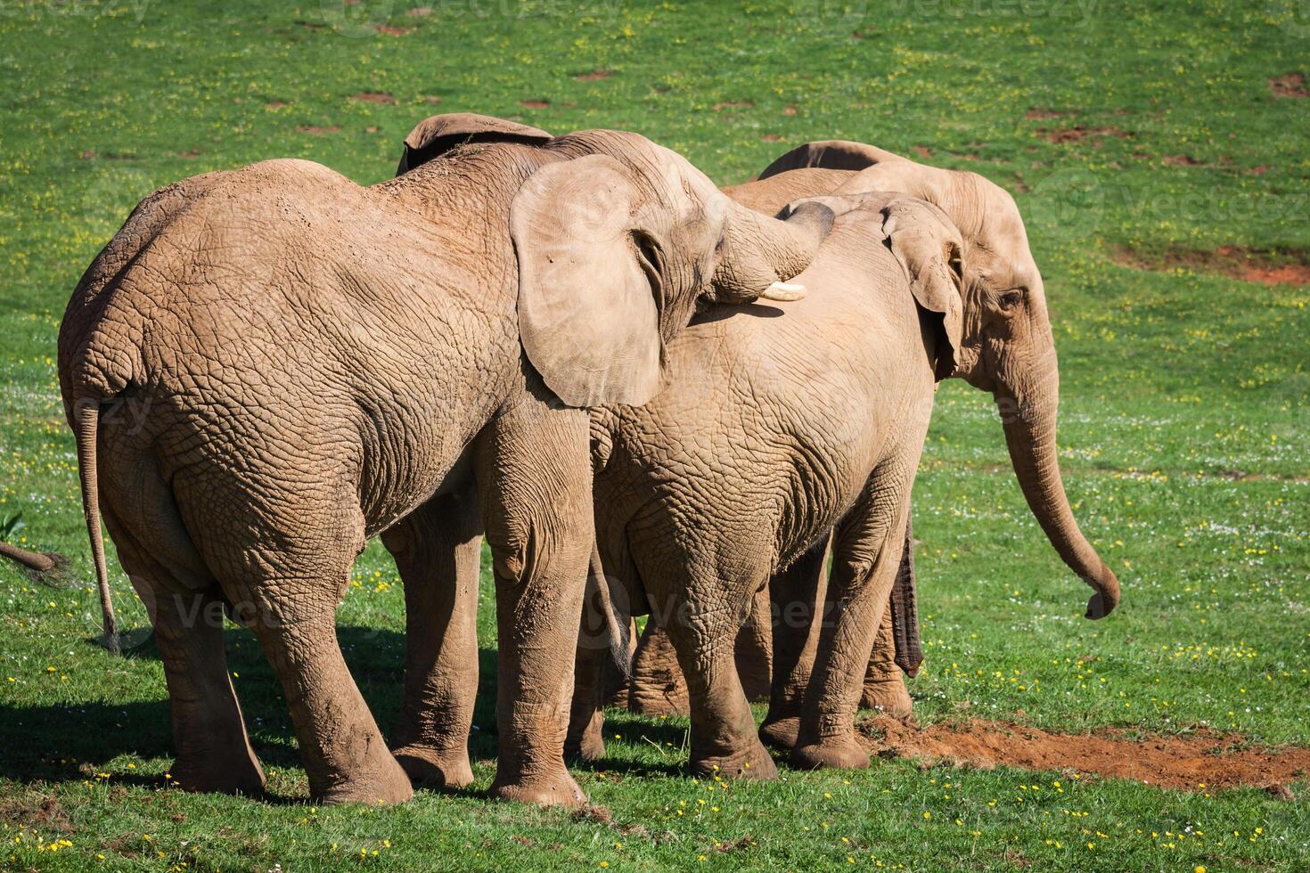 Elephants family on African savanna. Safari in Amboseli, Kenya, Africa photo