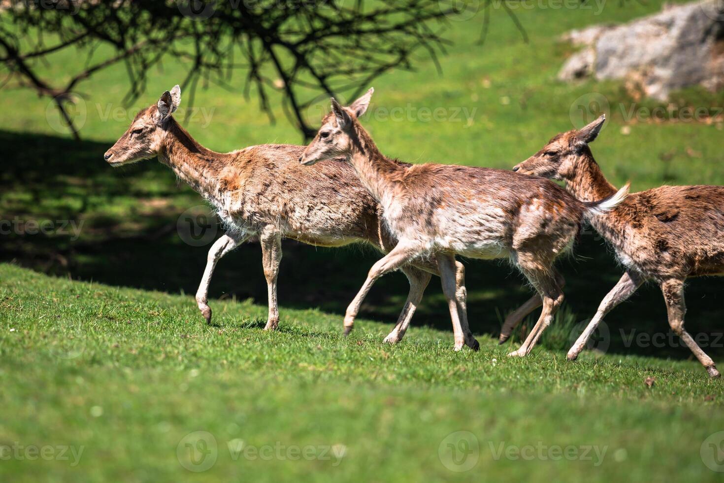 A summertime view of a herd of fallow deers Dama dama on the green meadow. These mammals belong to the family Cervidae photo