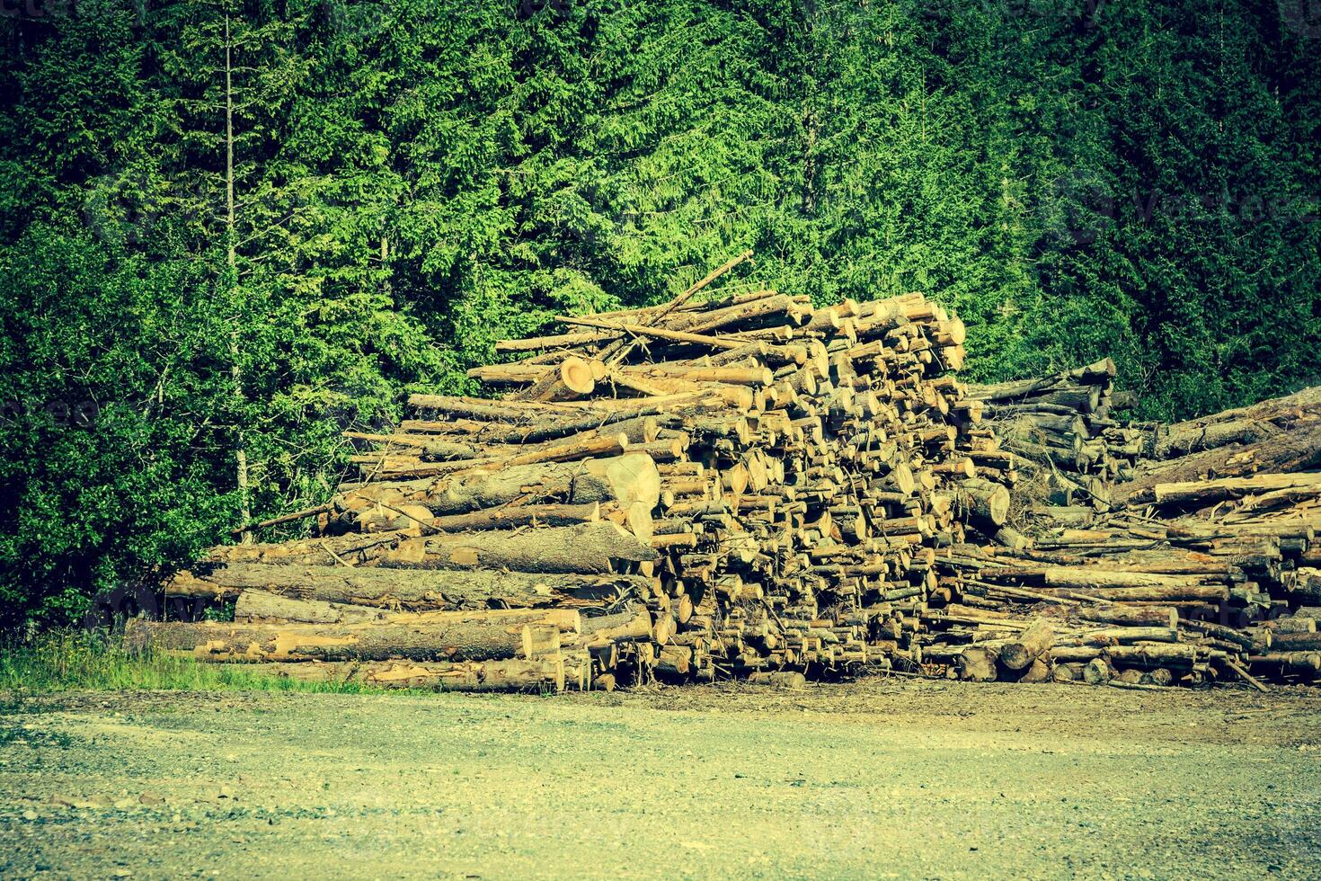 deforestado cortar árbol madera en bosque foto
