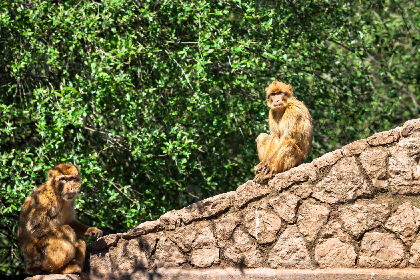 de cerca de berbería macaco mono en Gibraltar foto