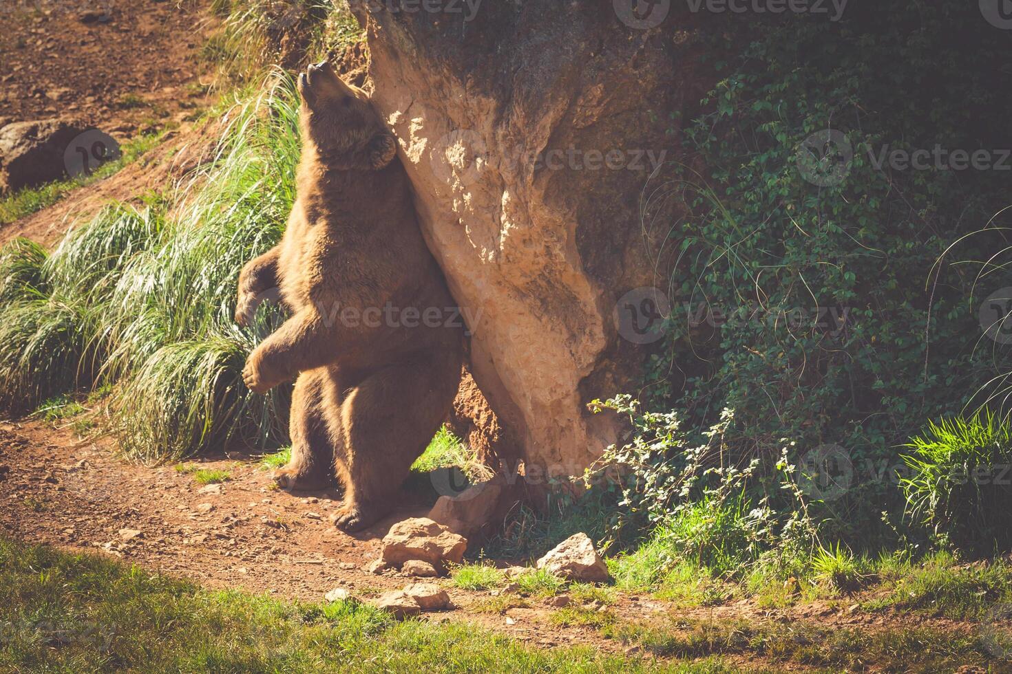 North American Grizzly Bear at sunrise in Western USA photo