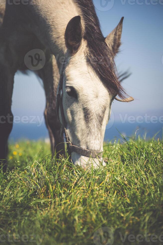 beautiful light horse grazes on meadow by autumn photo