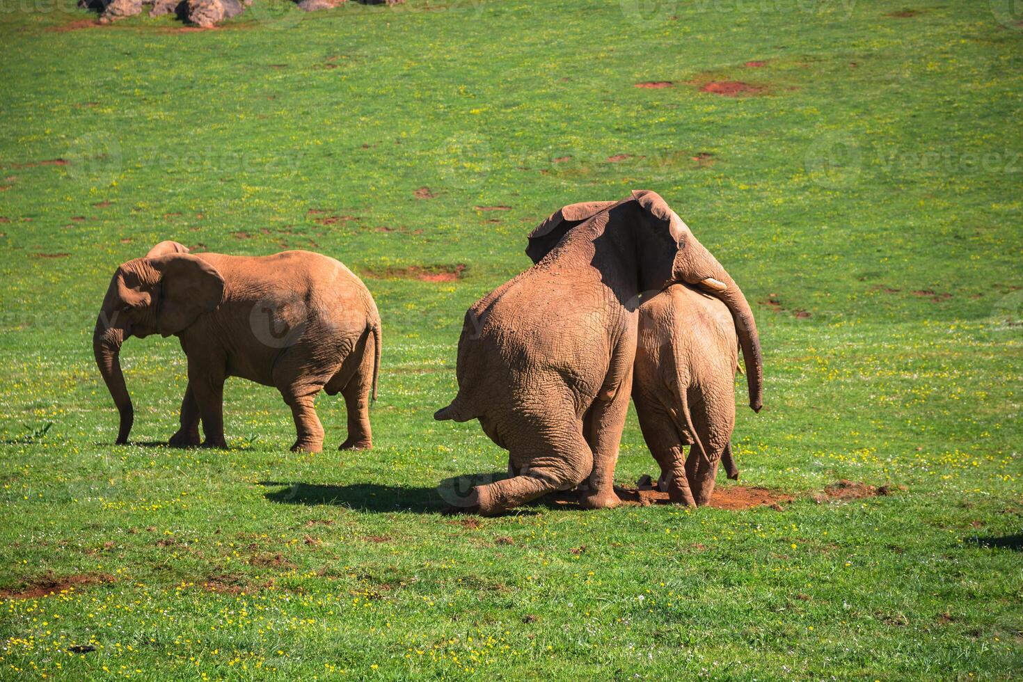 Elephants family on African savanna. Safari in Amboseli, Kenya, Africa photo