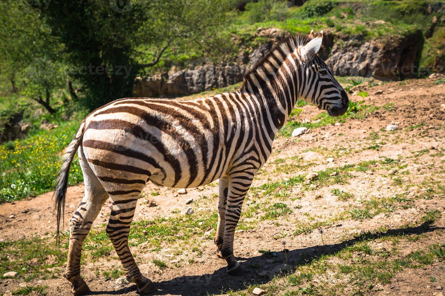 Cebra en pastizales en África, parque nacional de Kenia foto