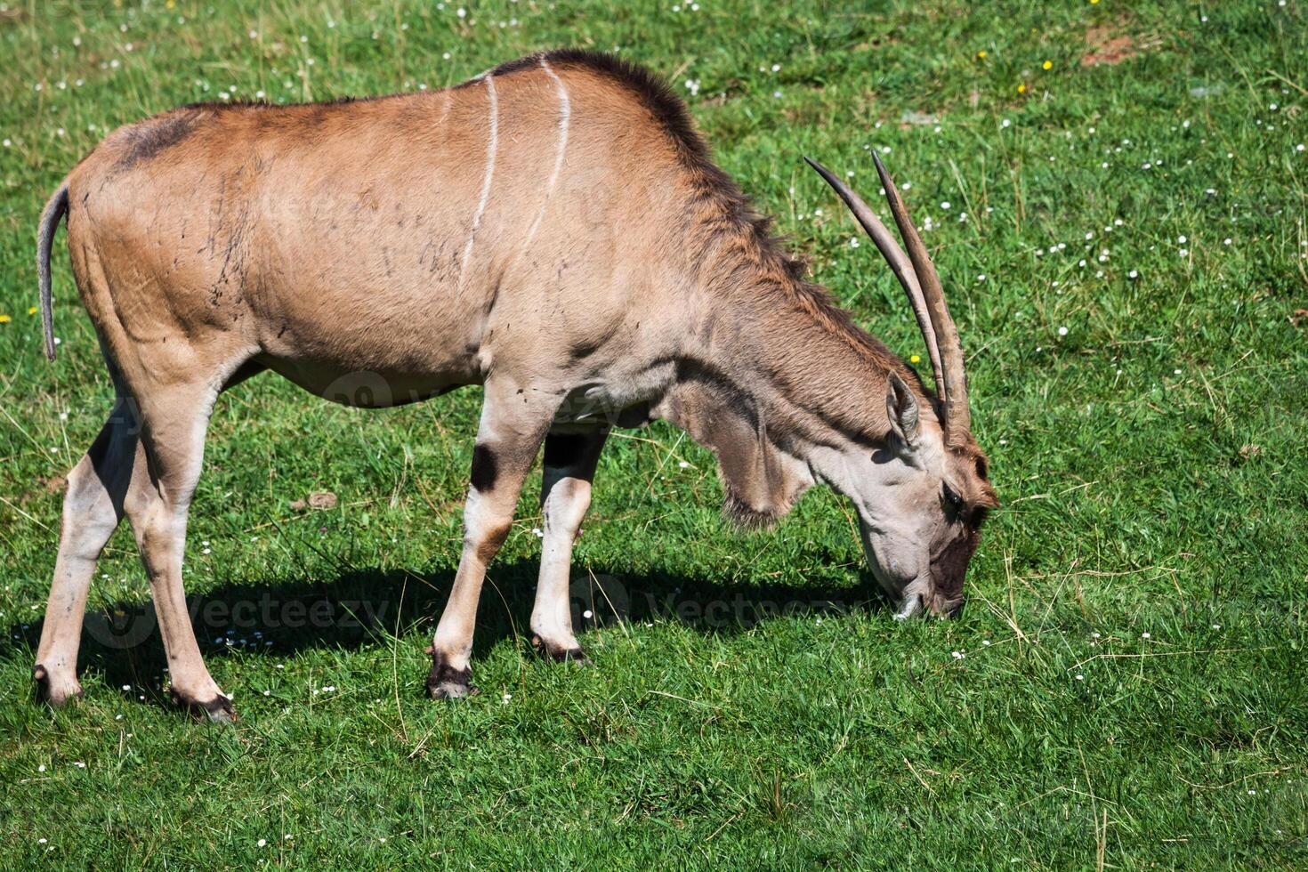 Goat in meadow. Goat herd photo