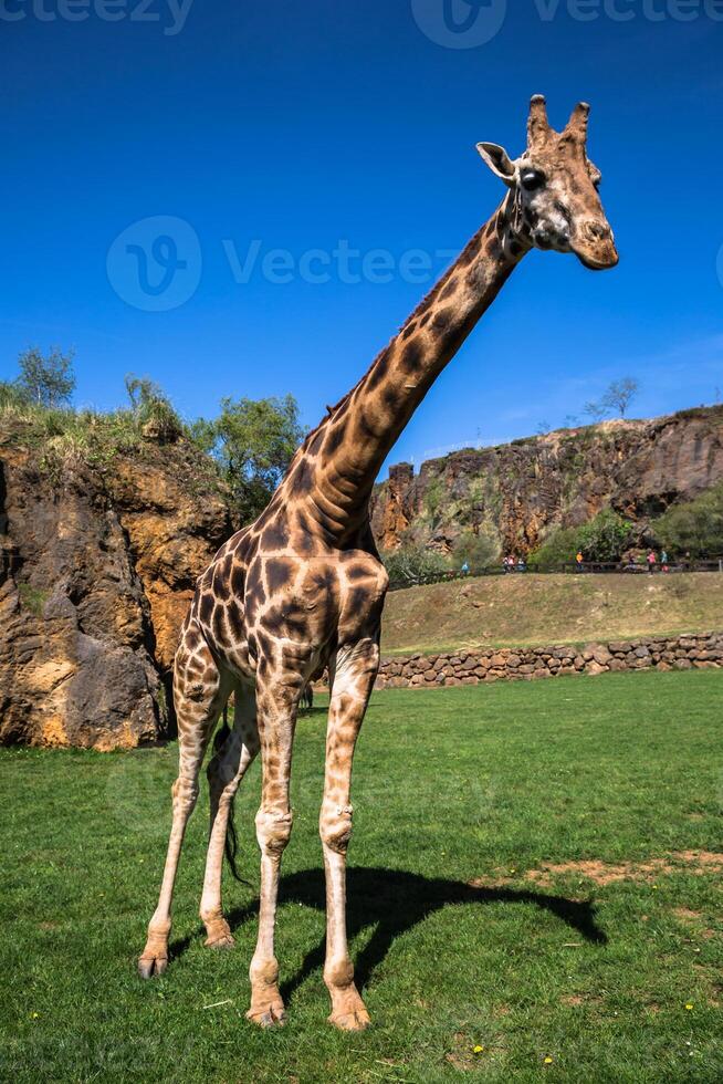 giraffes in the zoo safari park photo