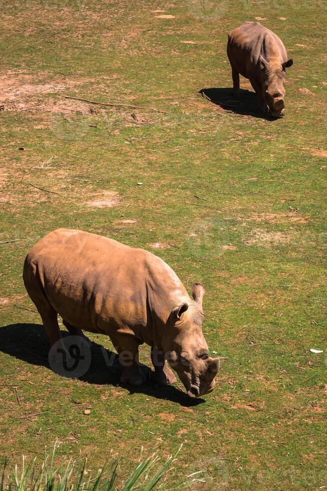 African rhinoceroses Diceros bicornis minor on the Masai Mara National Reserve safari in southwestern Kenya. photo