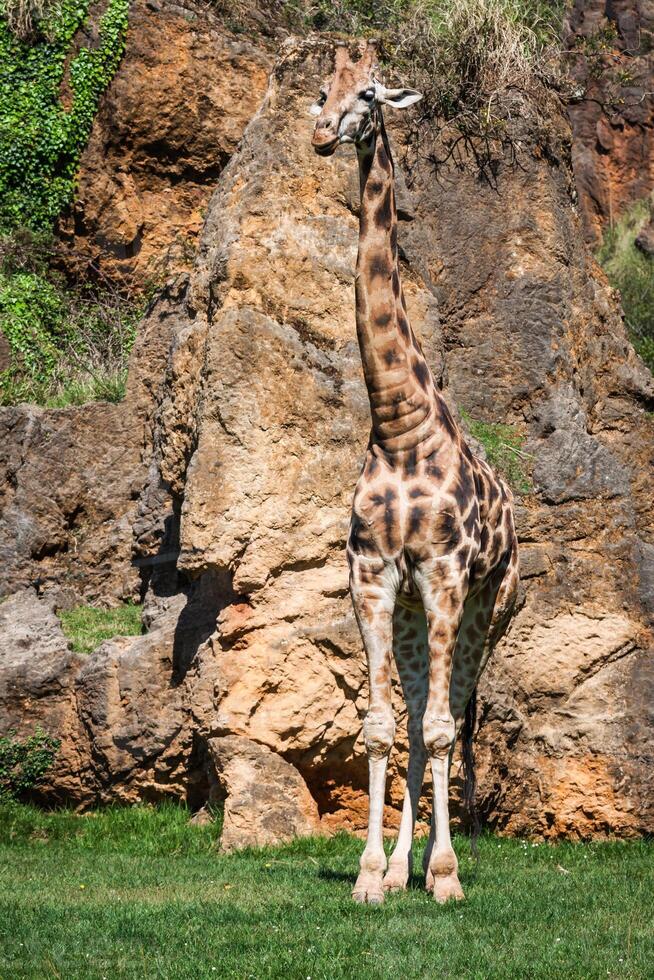 Eating giraffe on safari wild drive photo