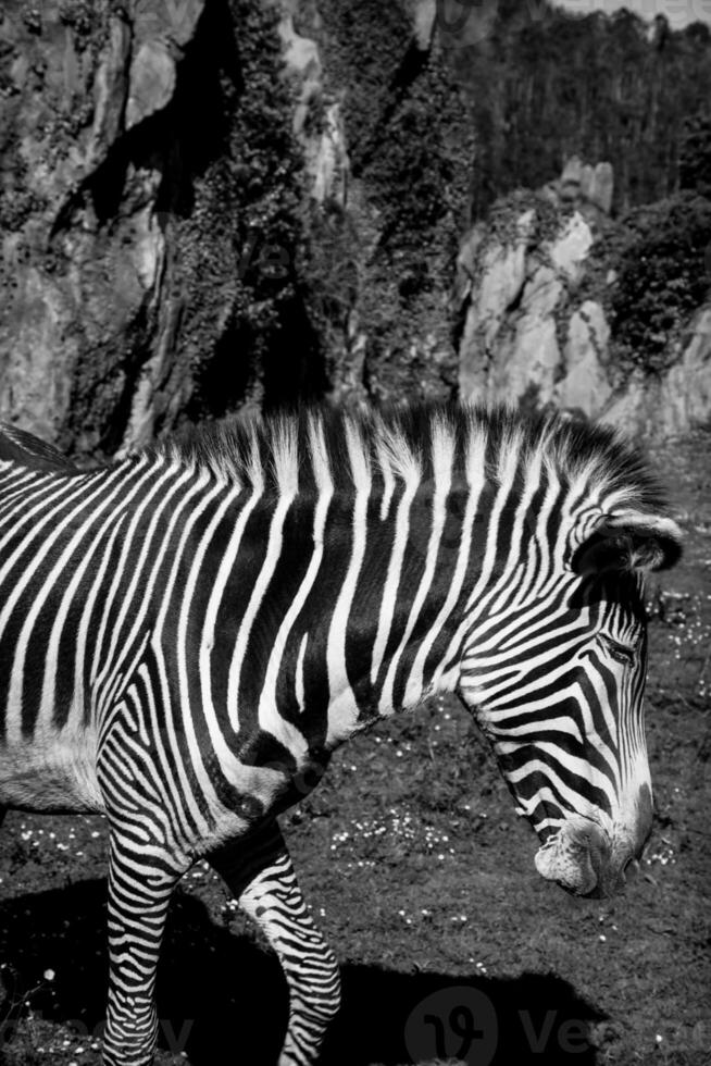 A beautiful African zebra in his natural environment photo